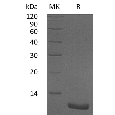 sp-pme30013 cxcl2 sp1