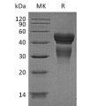 sp-pme30022 il 12 sp1