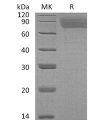 sp-pme30023 tpo sp1