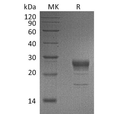 sp-pme30025 kgf sp1