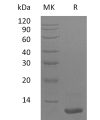 sp-pme30027 lr3 igf 1 sp1