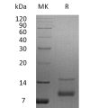 sp-pme30028 igf i sp1