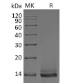 sp-pme30029 gdf 8 sp1