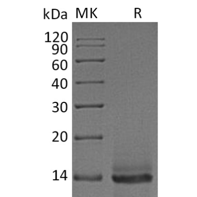 sp-pme30029 gdf 8 sp1