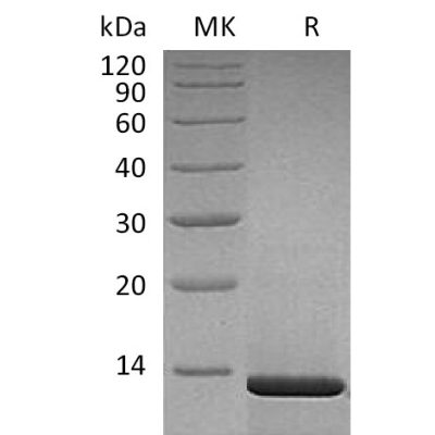 sp-pme30030 beta ngf sp1