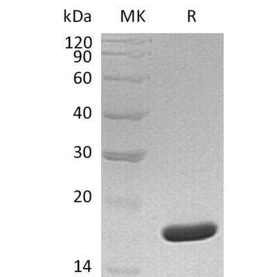 sp-pme30031 mydgf sp1