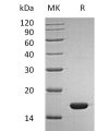 sp-pme30032 ifn sp1