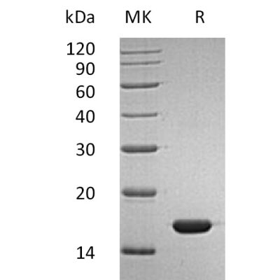 sp-pme30032 ifn sp1