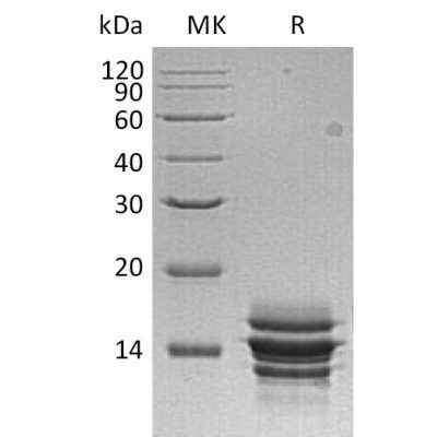 sp-pme30036 cxcl7 sp1