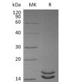 sp-pme30037 il 2 sp1