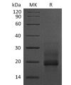 sp-pme30038 prohb egf sp1