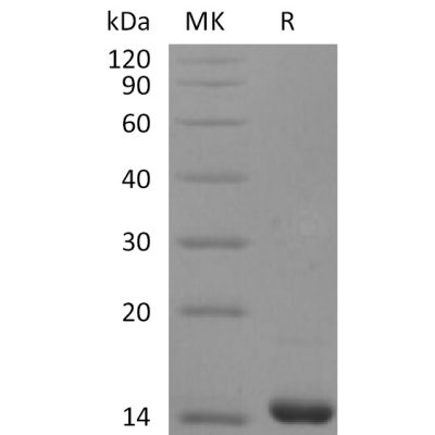 sp-pme30046 fgf 4 sp1