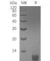 sp-pme30048 longigf ii sp1