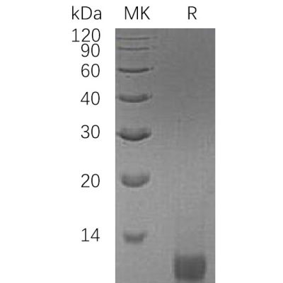 sp-pme30048 longigf ii sp1