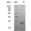 sp-pme30054 ccl24 sp1