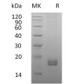 sp-pme30054 ccl24 sp1