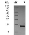 sp-pme30056 ccl8 sp1