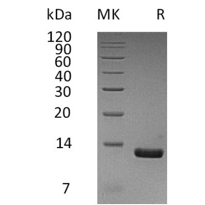 sp-pme30056 ccl8 sp1