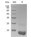 sp-pme30061 cxcl3 sp1