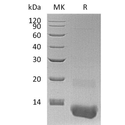 sp-pme30061 cxcl3 sp1