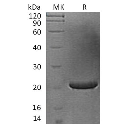 sp-pme30063 fgf 17 sp1