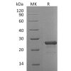 sp-pme30064 fgf 19 sp1