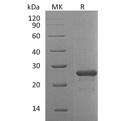 sp-pme30064 fgf 19 sp1