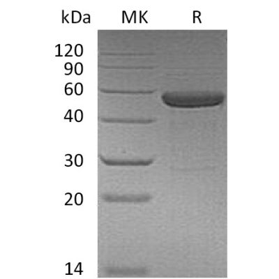 sp-pme30072 il 15ra il 15 sp1