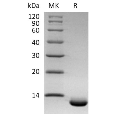 sp-pme30076 cxcl6 sp1