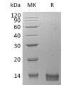 sp-pme30077 cxcl14 sp1