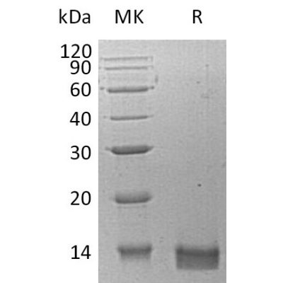 sp-pme30077 cxcl14 sp1