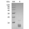 sp-pme30079 ccl5 sp1