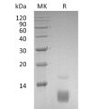 sp-pme30079 ccl5 sp1