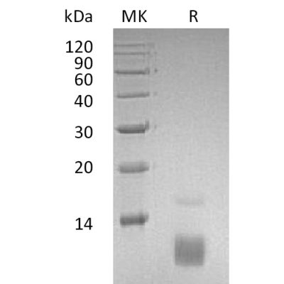 sp-pme30079 ccl5 sp1