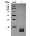 sp-pme30081 ccl27 sp1