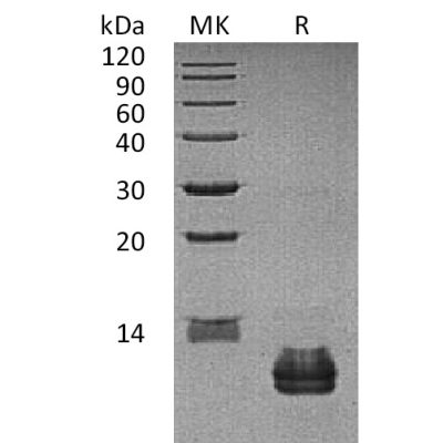 sp-pme30081 ccl27 sp1