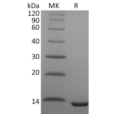 sp-pme30082 ccl23 sp1