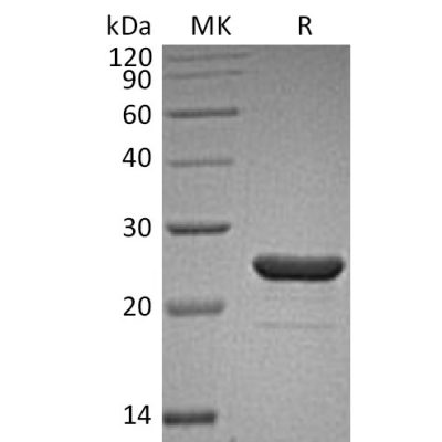 sp-pme30086 fgf 9 sp1