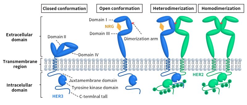 the structural changes and activation of ERBB-HER receptors