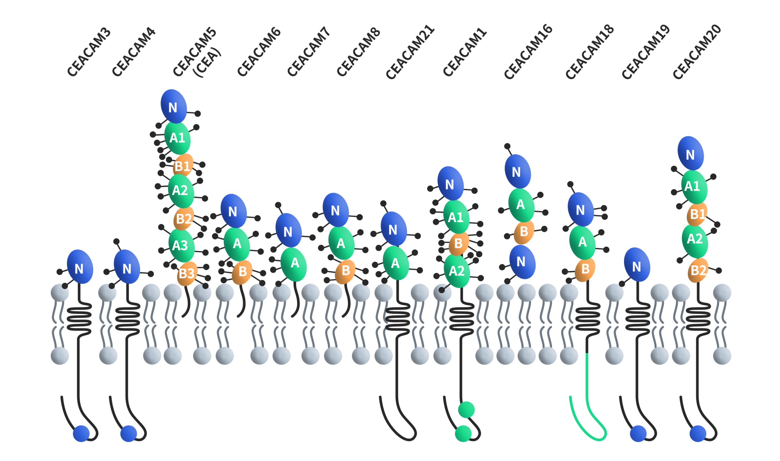 CEACAMs, short for carcinoembryonic antigen-related cell adhesion molecules, constitute a family of cell surface glycoproteins encompassing 12 distinct members: CEACAM1, CEACAM3, CEACAM4, CEACAM5, CEACAM6, CEACAM7, CEACAM8, CEACAM16, CEACAM18, CEACAM19, CEACAM20 and CEACAM21. These proteins are classified within the immunoglobulin superfamily of adhesion molecules, and they share structural similarities with unique variations.